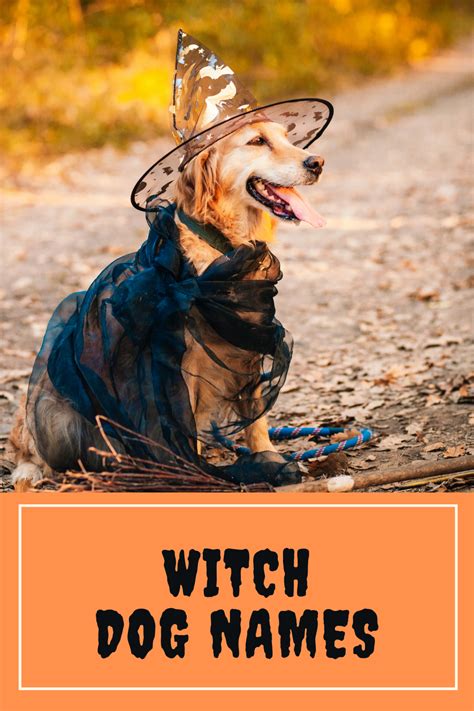 Salem Inspired Witch Pet Names for Your Feline Familiar